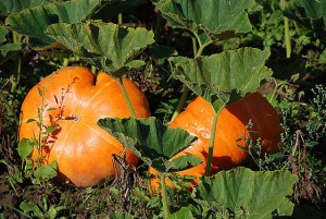 Purée de potirons